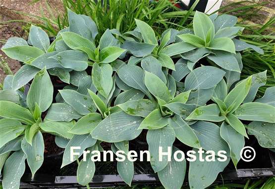 Hosta Dorset Blueblood